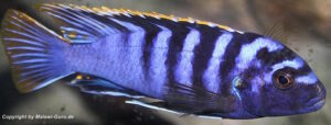 Labidochromis sp. 'mbamba' Mbamba Bay
